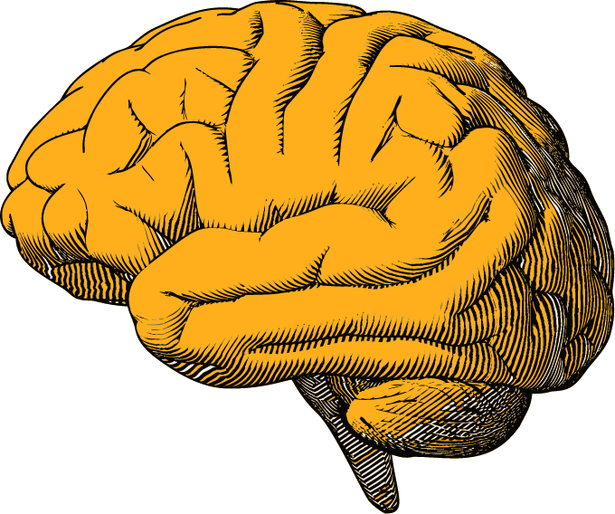 brain.png